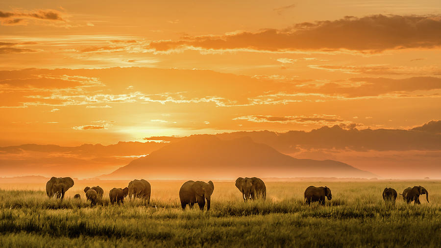 Golden Africa Photograph by John J. Chen
