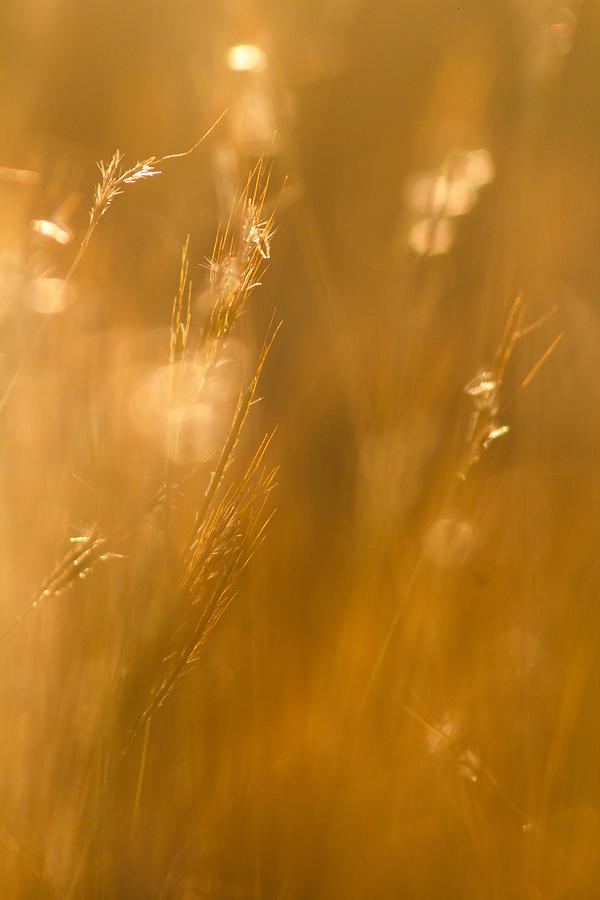 Golden Grass Photograph - Golden Age by Mario Morales Rubi