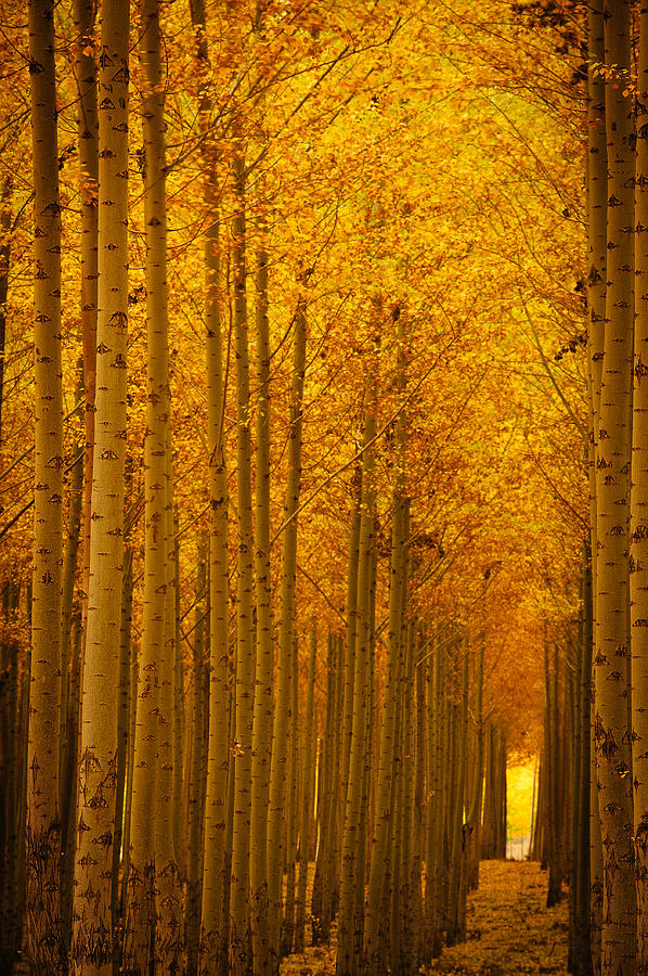 Fall Photograph - Golden Alley by Dan Mihai