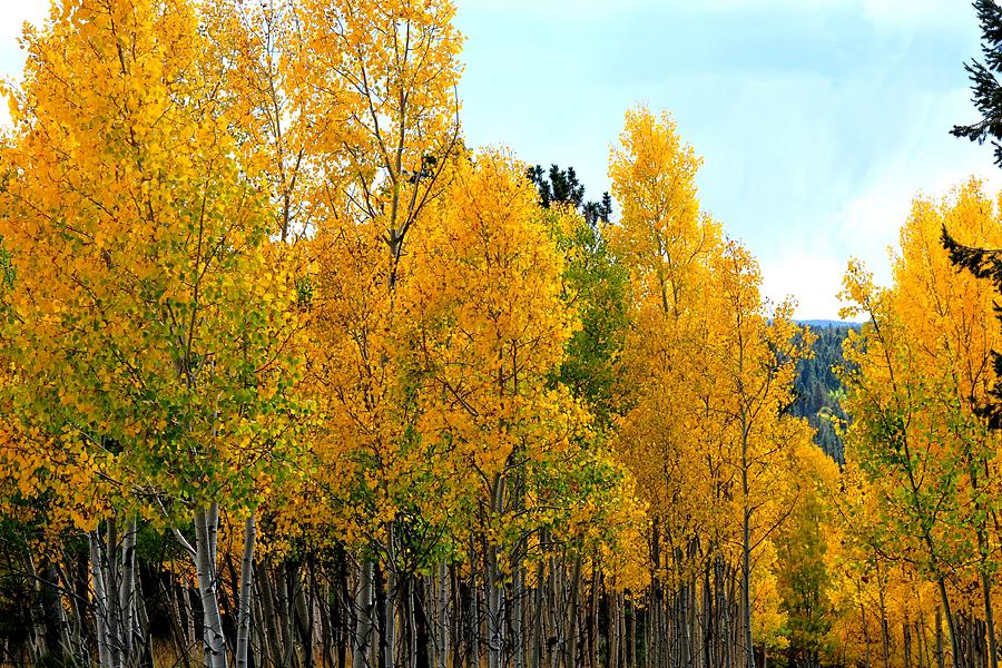 Golden and Green Aspens Photograph by Marilyn Burton