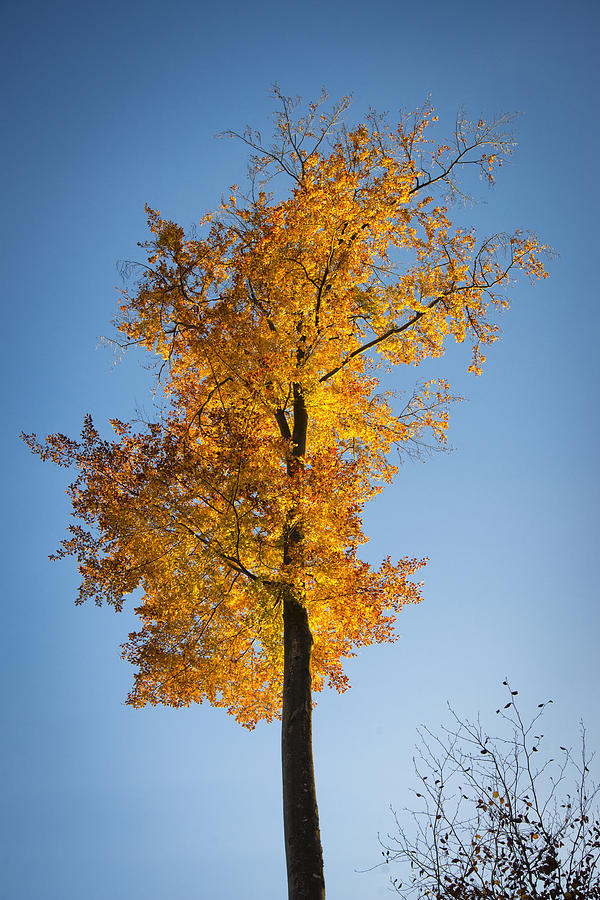 Golden and orange tree with blue sky in fall Photograph by Matthias Hauser