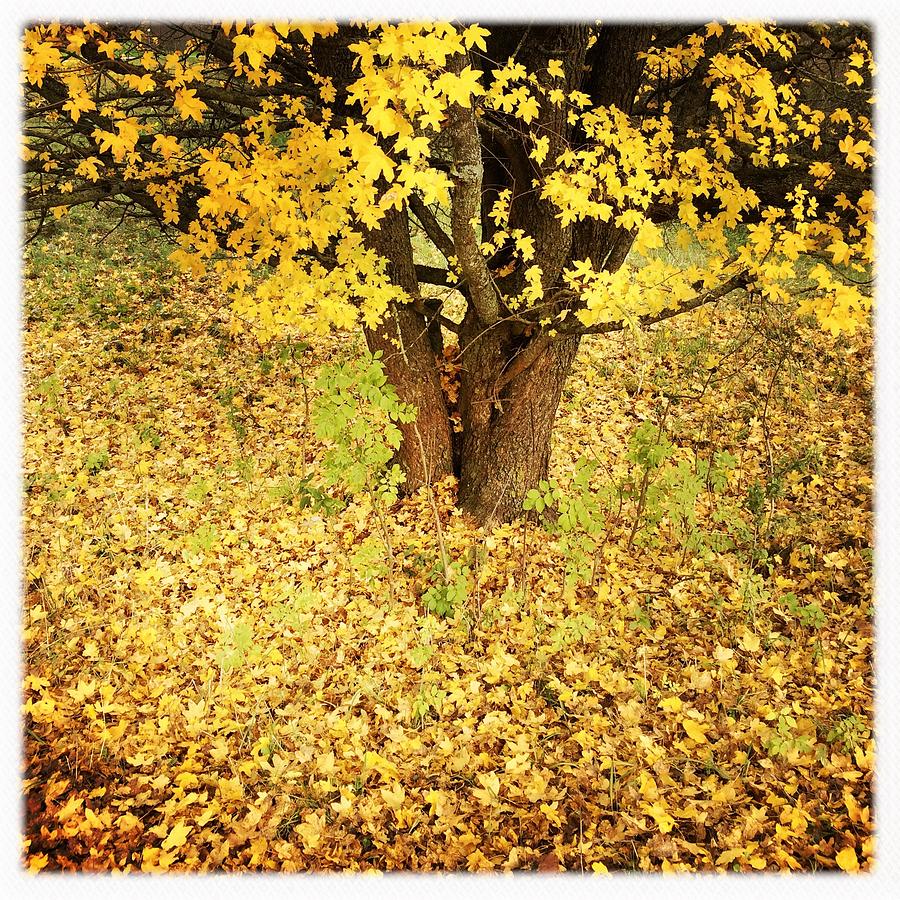 Fall Photograph - Golden and yellow autumn leaves by Matthias Hauser