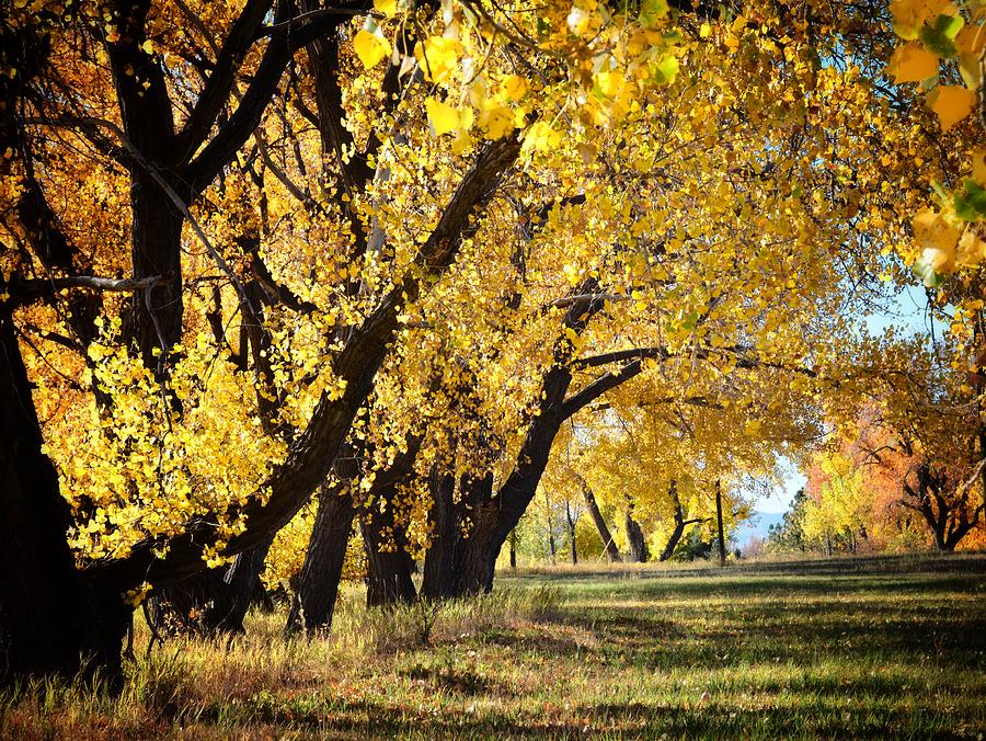 Golden Archway Photograph by Trish Kusal - Pixels