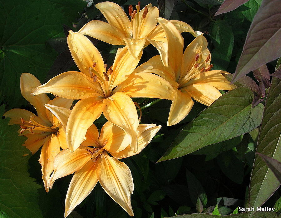 Golden Asiatic Lilies Photograph by Sarah Malley