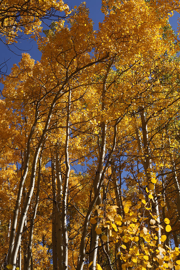 Golden Aspen Cobalt Skies Photograph by Kirk Ellison