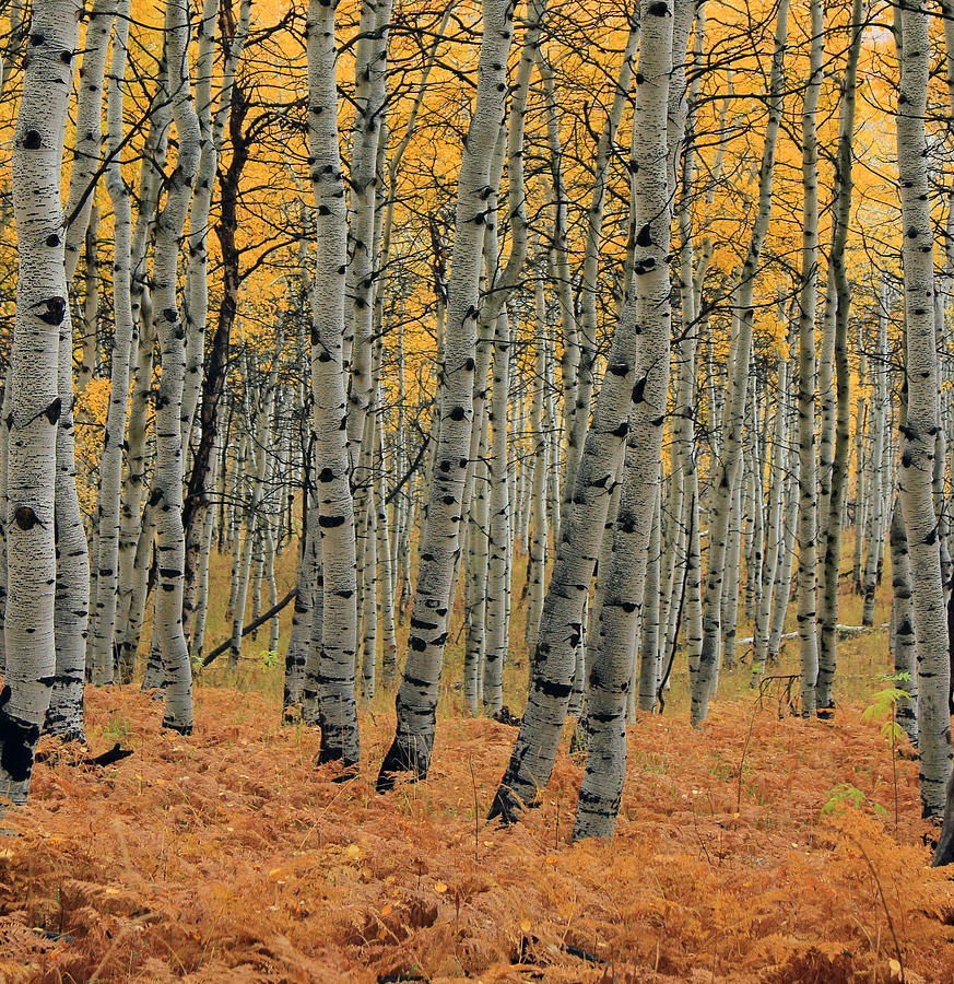 Landscape Photograph - Golden Aspen Forest by Wasatch Light