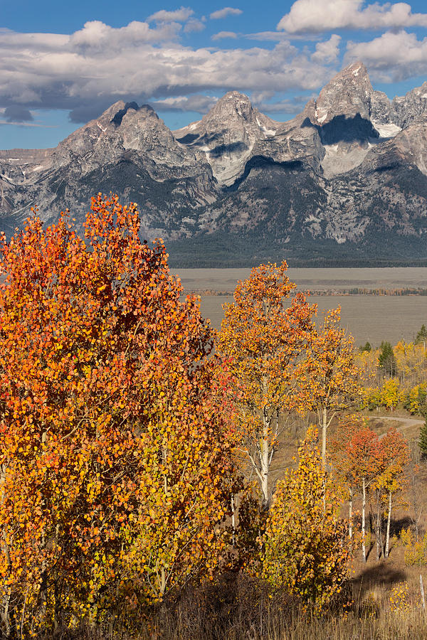 Golden Aspen in the Grand Tetons Photograph by Kathleen Bishop