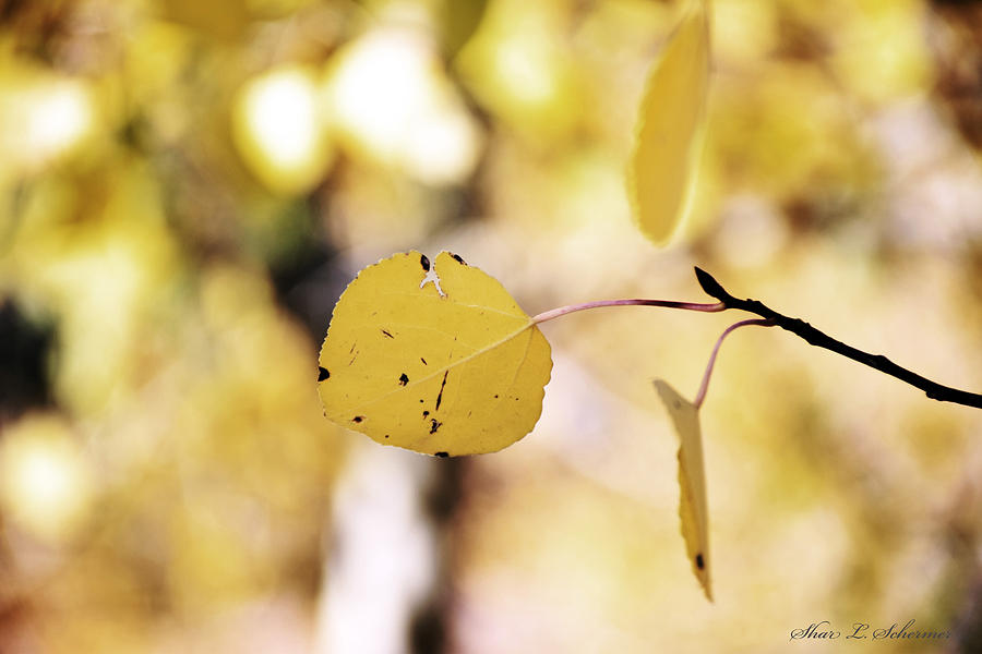 Fall Photograph - Golden Aspen Leaf by Shar Schermer