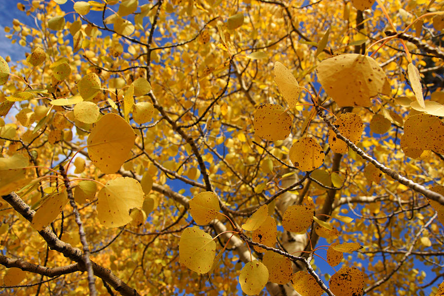 Golden Aspen Leaves Photograph by Daniel Woodrum