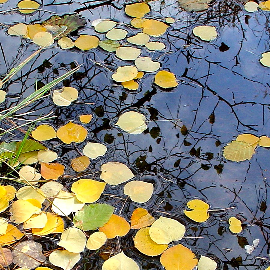 Fall Photograph - golden Aspen leaves in the creek by Karon Melillo DeVega