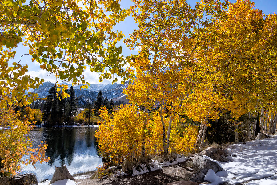 Golden Aspen On The Lake Photograph by Kathleen Bishop