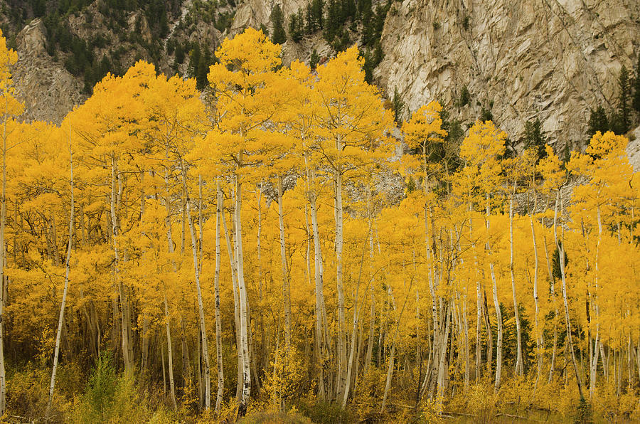 Golden Aspen Trees And Rocky Cliffs Photograph by Chapin31
