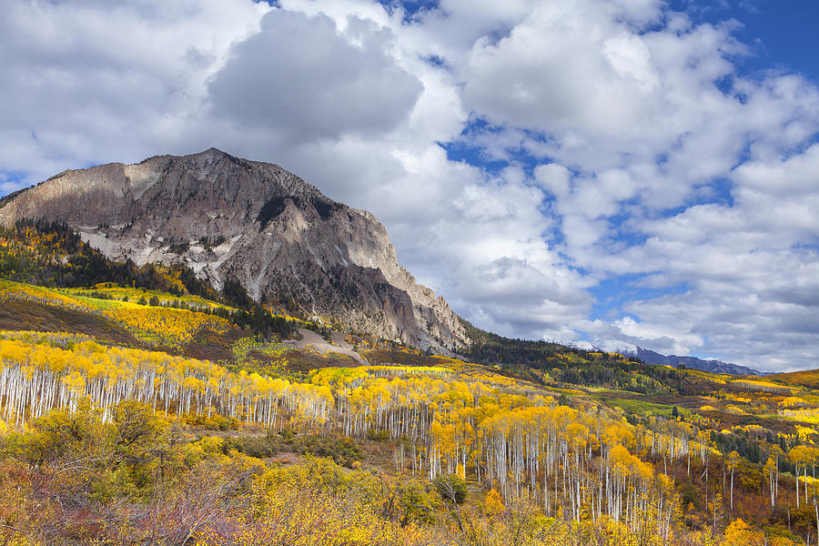 Golden Aspens And Blue Skies Photograph by Tim Reaves