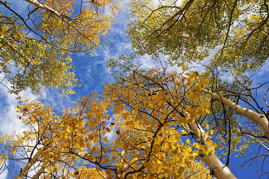 Golden Aspens and Blue Sky Photograph by Daniel Woodrum