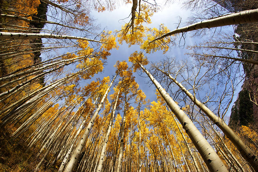Golden Aspens and Sky Photograph by Daniel Woodrum