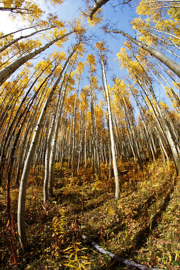 Golden Aspens and Sky No.2 Photograph by Daniel Woodrum
