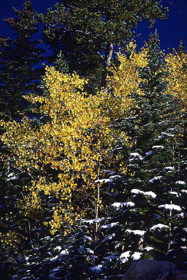 Golden Aspens and Snow Photograph by Sally Weigand