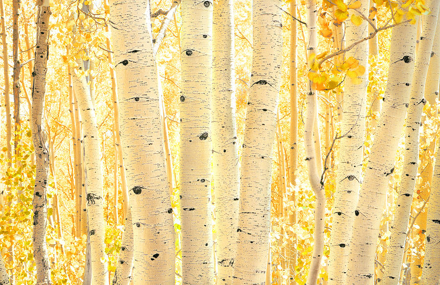 Golden Aspens Utah X100 Photograph by Rich Franco