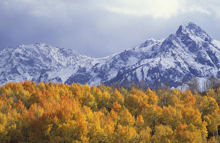 Fall Photograph - Golden Aspens With Mt. Sneffels by Beth Wald