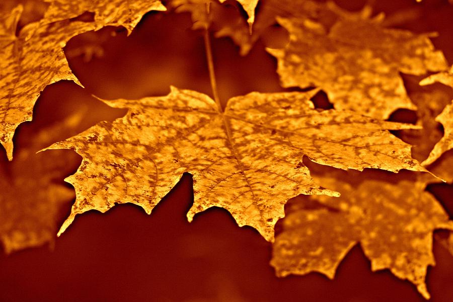 Golden Autumn Photograph by Barbara S Nickerson