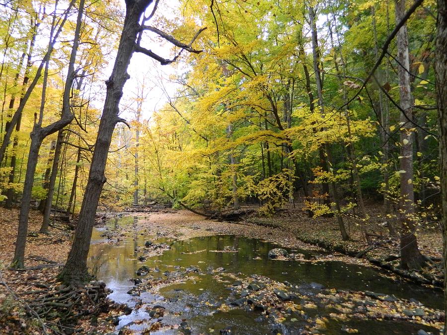 Golden Autumn Big Creek Photograph