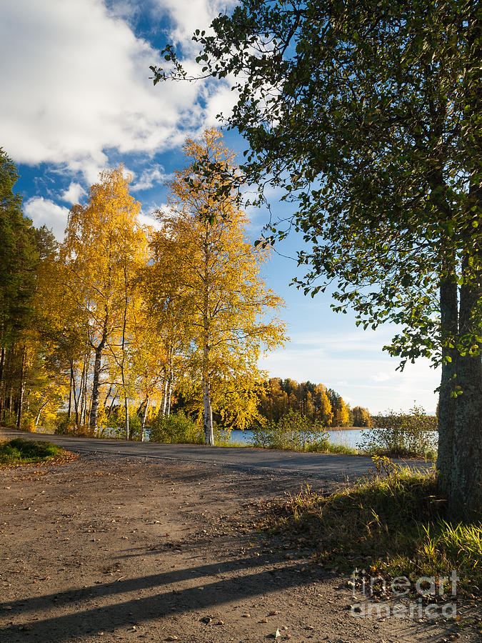 Nature Photograph - Golden Autumn Birches by Ismo Raisanen