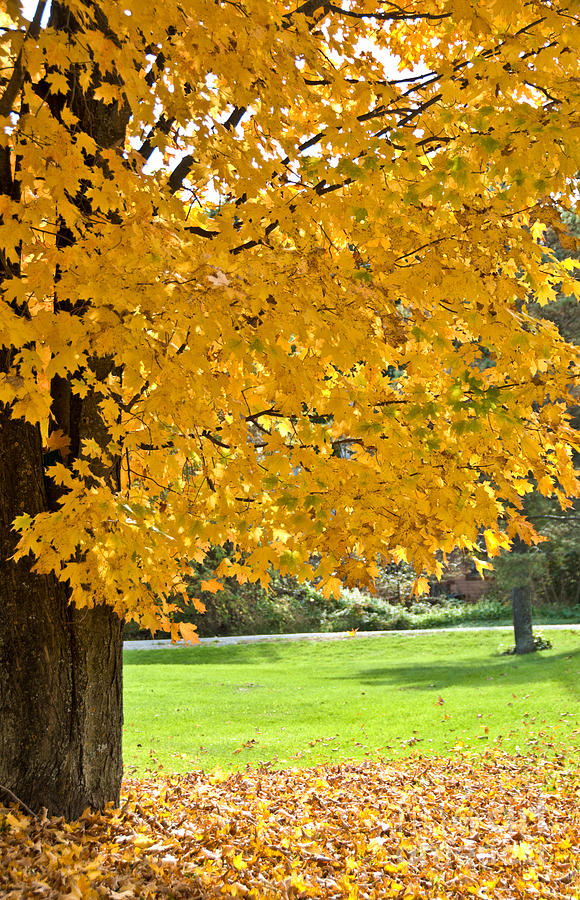 Golden Autumn Photograph by Cheryl Baxter | Fine Art America