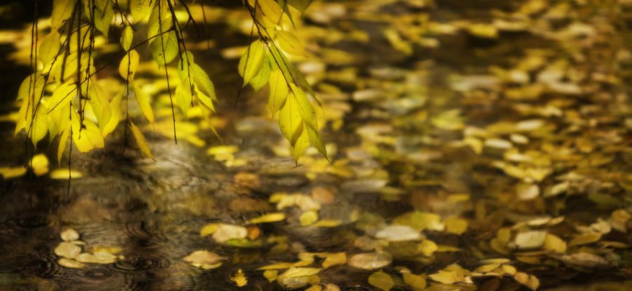 Golden autumn colour foliage on rainy pond Photograph by Peter V Quenter