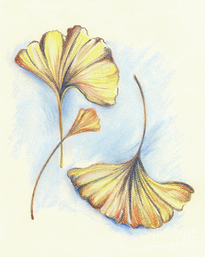 Golden Autumn Ginkgo Leaves Pastel by MM Anderson