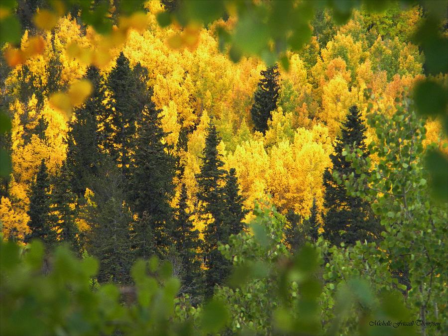 Golden Autumn in Colorado Photograph by Michelle Frizzell-Thompson