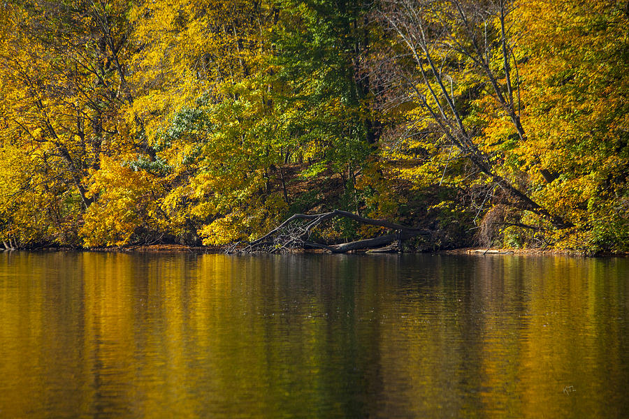 Fall Photograph - Golden Autumn by Karol Livote