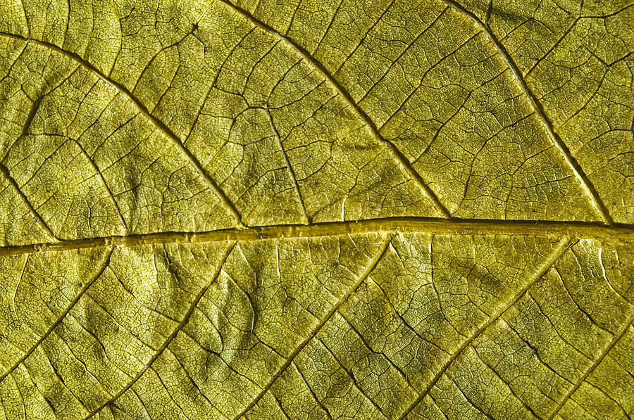 Abstract Photograph - Golden Autumn Leaf by Ioan Panaite