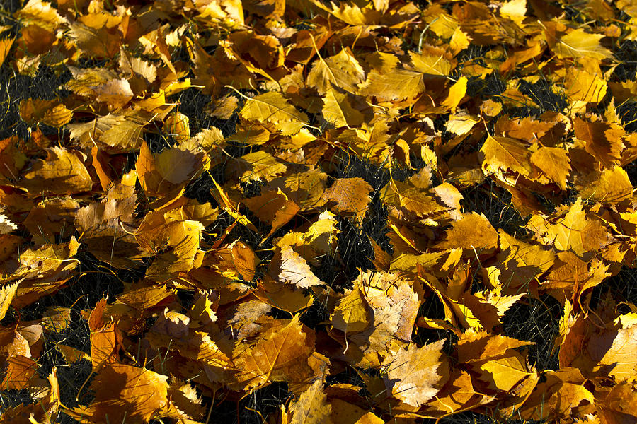 Golden Autumn Leaves Photograph by David Pyatt