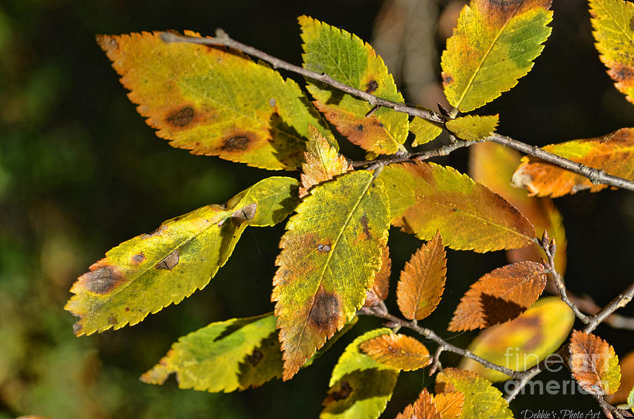 Golden Autumn Leaves Photograph by Debbie Portwood