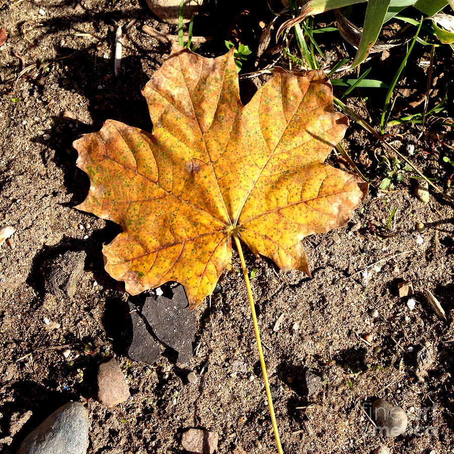 Golden Autumn Maple Leaf Photograph by Conni Schaftenaar