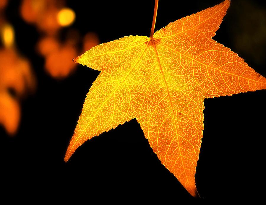 Golden Autumn Maple Leaf Photograph by Missgeok