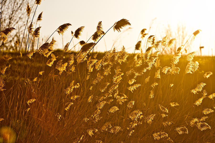 Golden Autumn Reed under Sunset Photograph by Jiayin Ma - Fine Art America