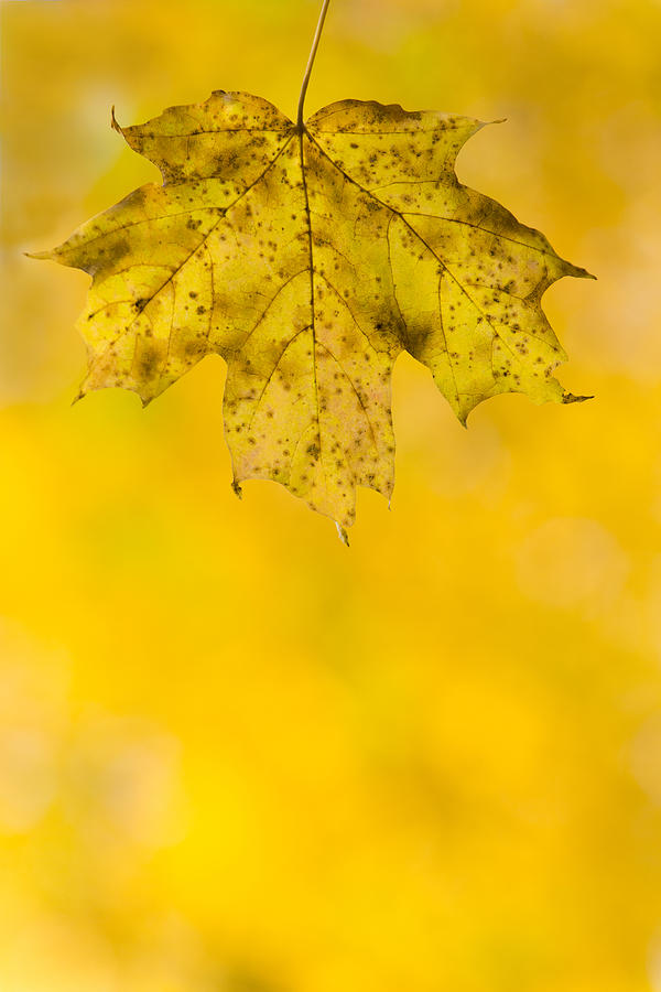 Fall Photograph - Golden Autumn by Sebastian Musial