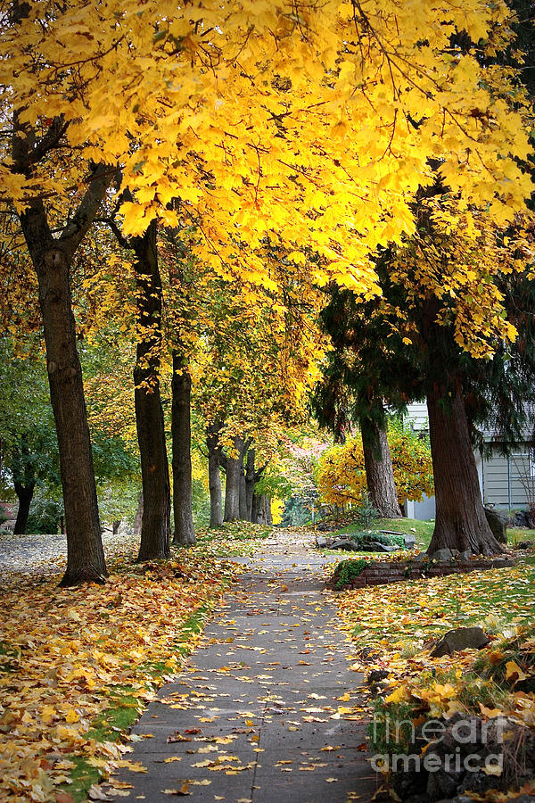 Golden Autumn Sidewalk Photograph by Carol Groenen