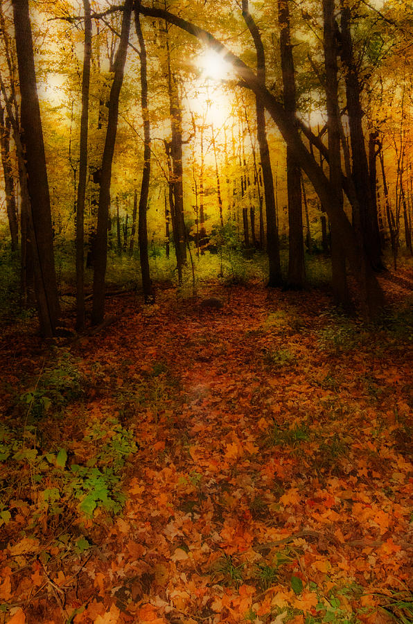 Golden Autumn  Photograph by Susan McMenamin