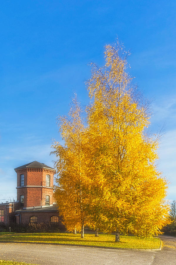 Fall Photograph - Golden Autumn by Veikko Suikkanen