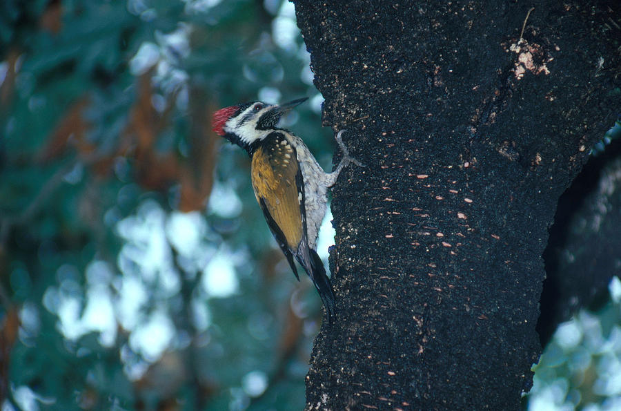 Golden-backed Woodpecker Photograph by E. Hanumantha Rao