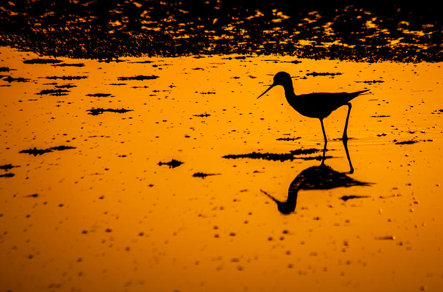 Golden backlit bird Photograph by Israel Sanchez Alcantara - Fine Art ...