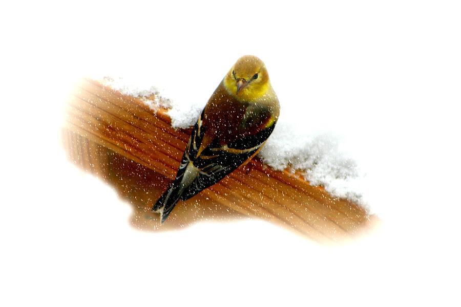 Finch Photograph - Golden by Barbara S Nickerson