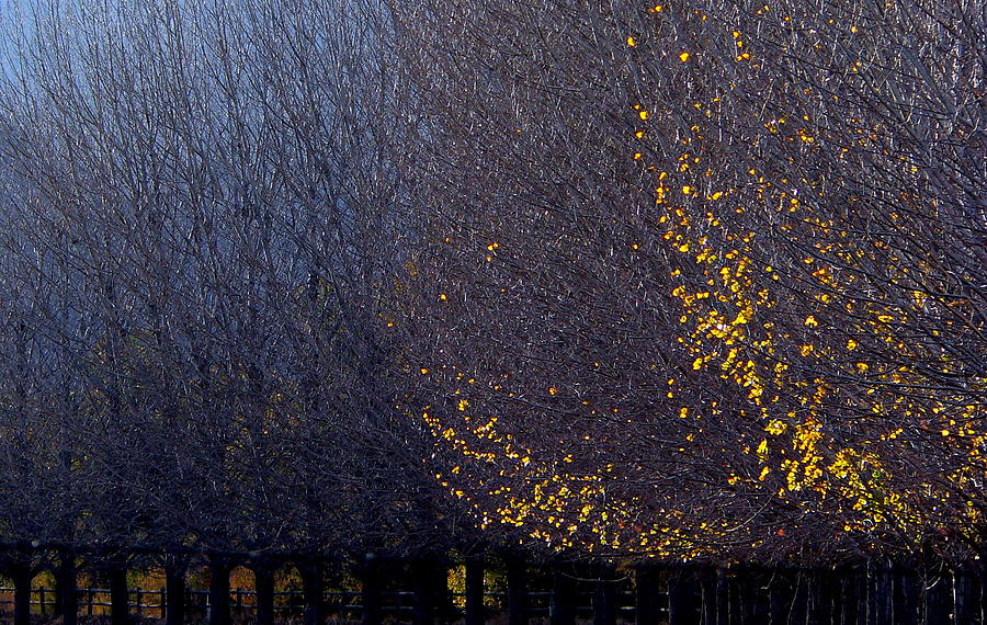 Golden Bare Trees Photograph by Jeff Lowe