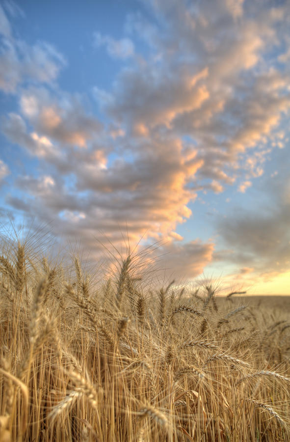 Golden Barley Photograph by Doug Davidson