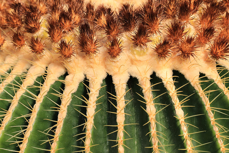 Golden Barrel Cactus 2 Photograph by Rachel Cohen