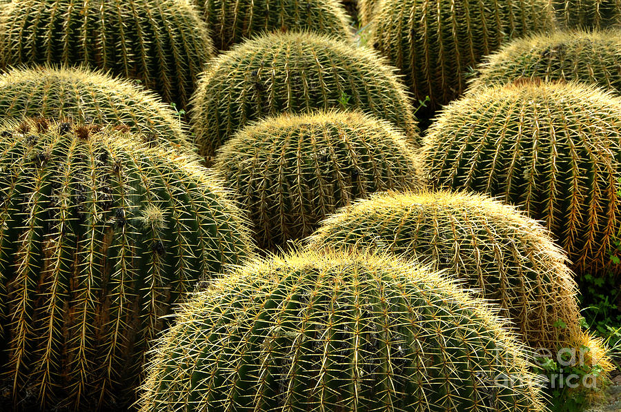 Nature Photograph - Golden Barrel Cactus by Howard Koby