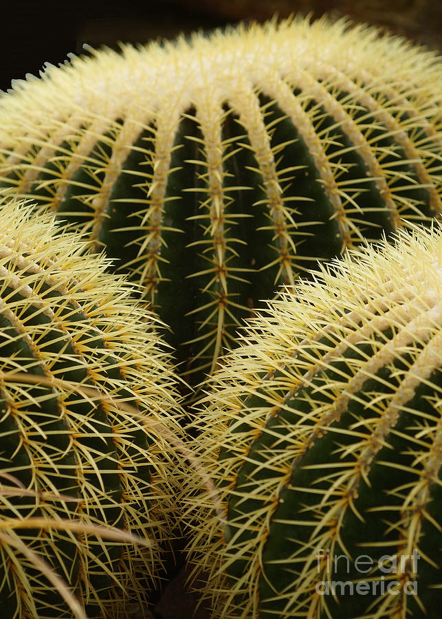 golden barrel cactus Mexico Photograph by Rudi Prott
