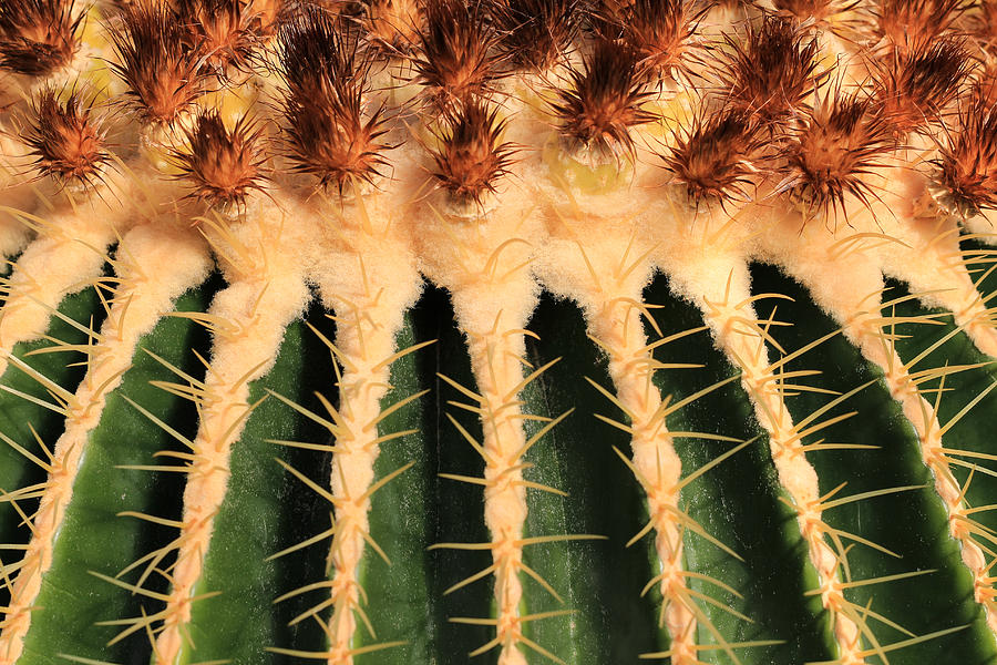 Golden Barrel Cactus Photograph by Rachel Cohen
